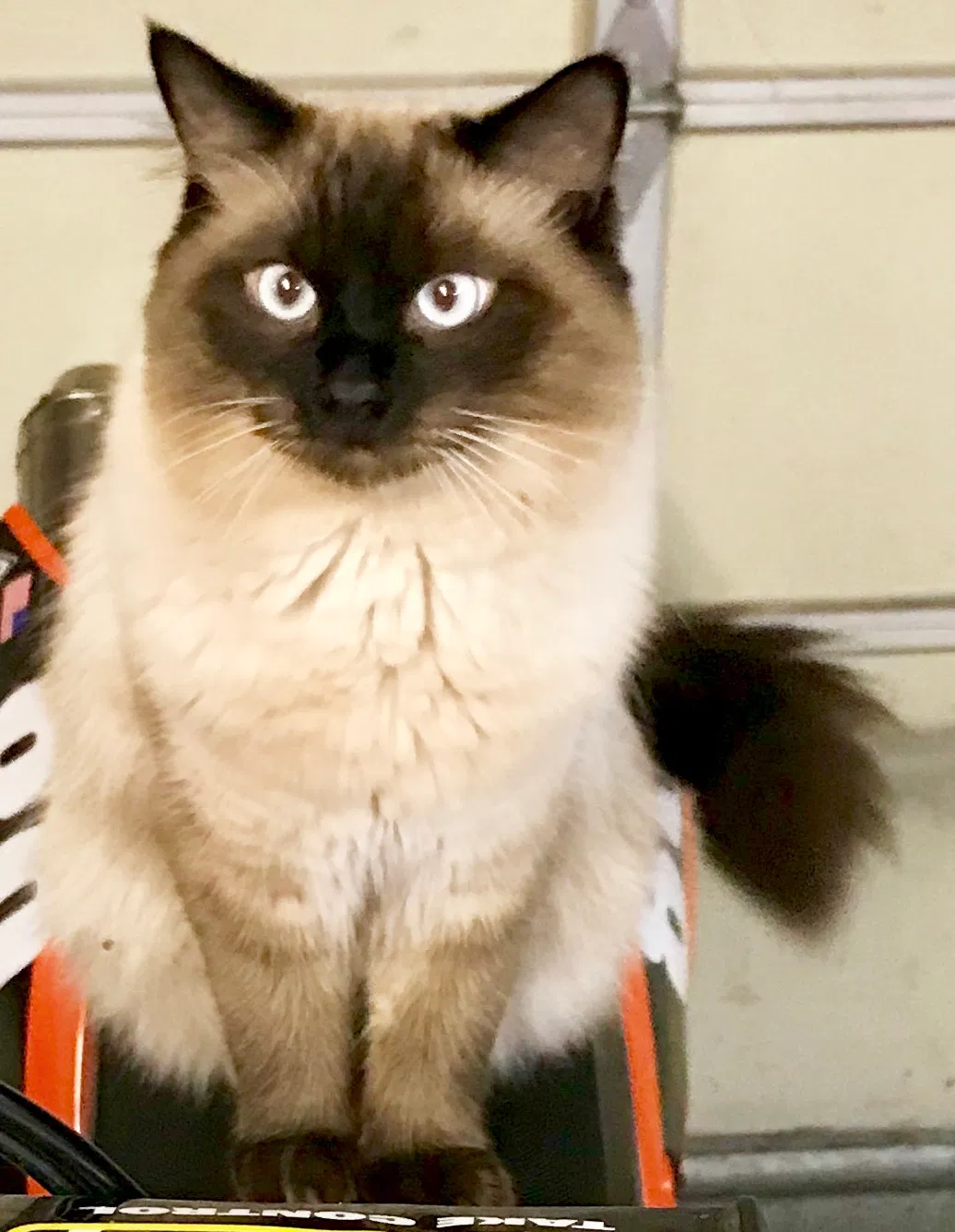 Lost cat in Monroe, WA, 98272