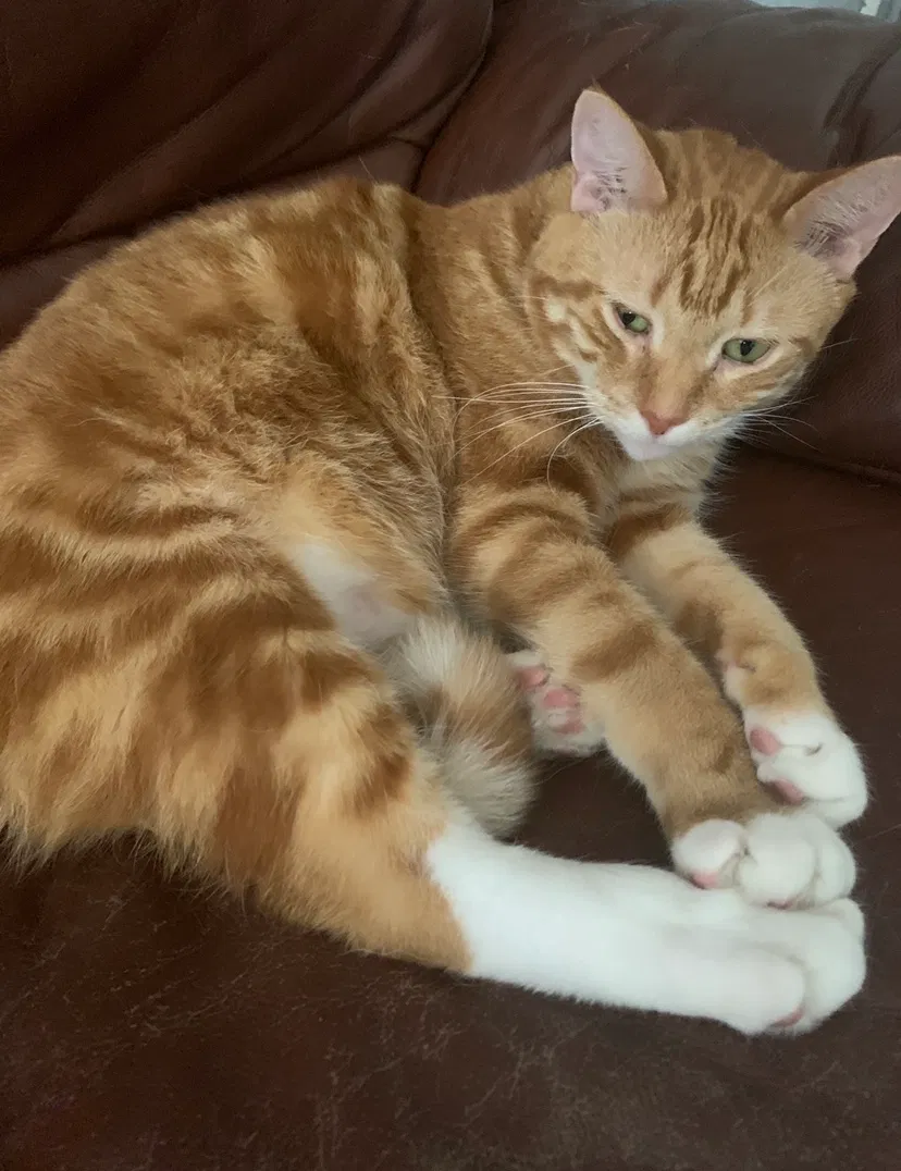 Lost cat in Pompano Beach, FL, 33065