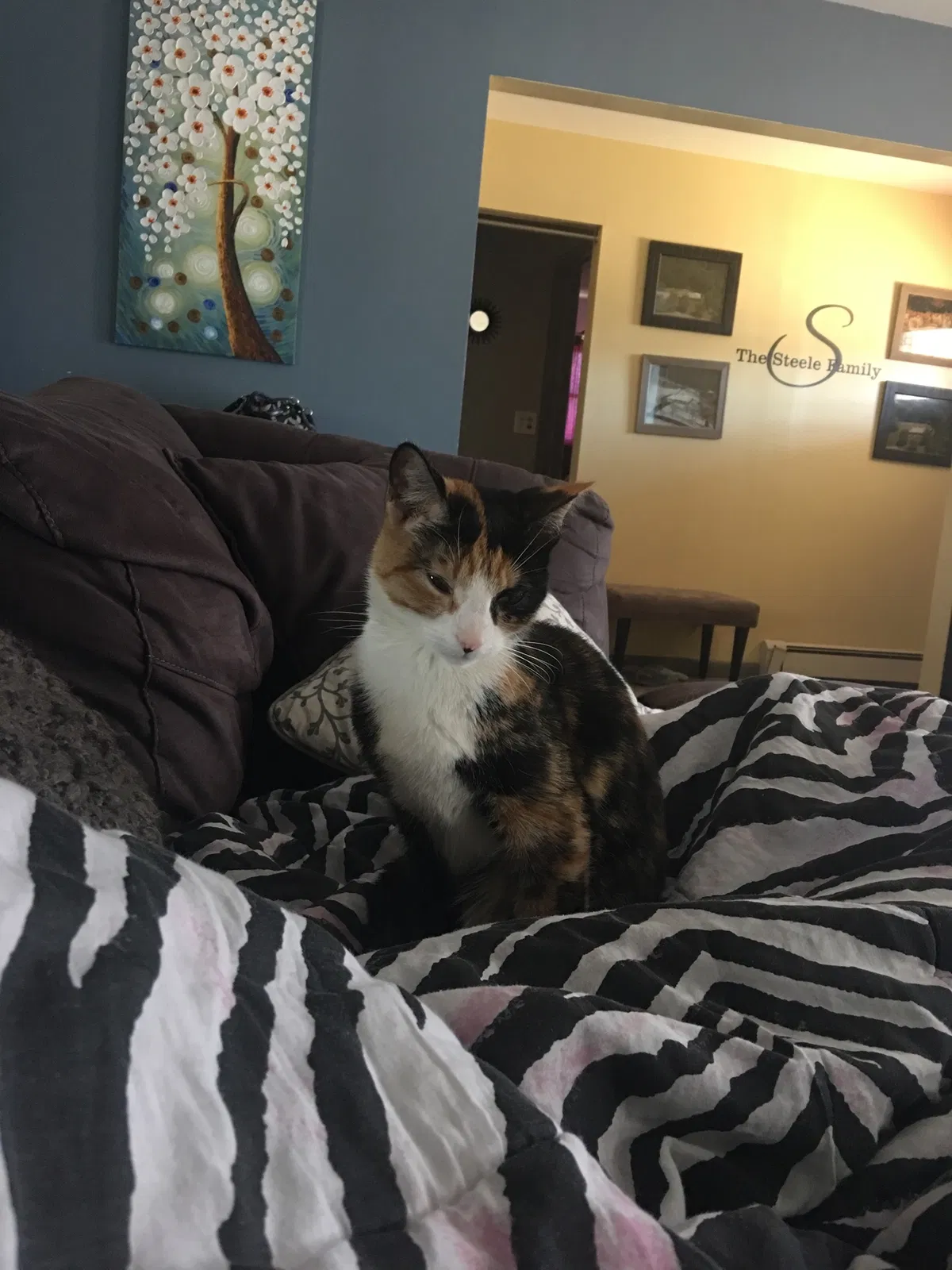 Lost cat in Schenectady, NY, 12302