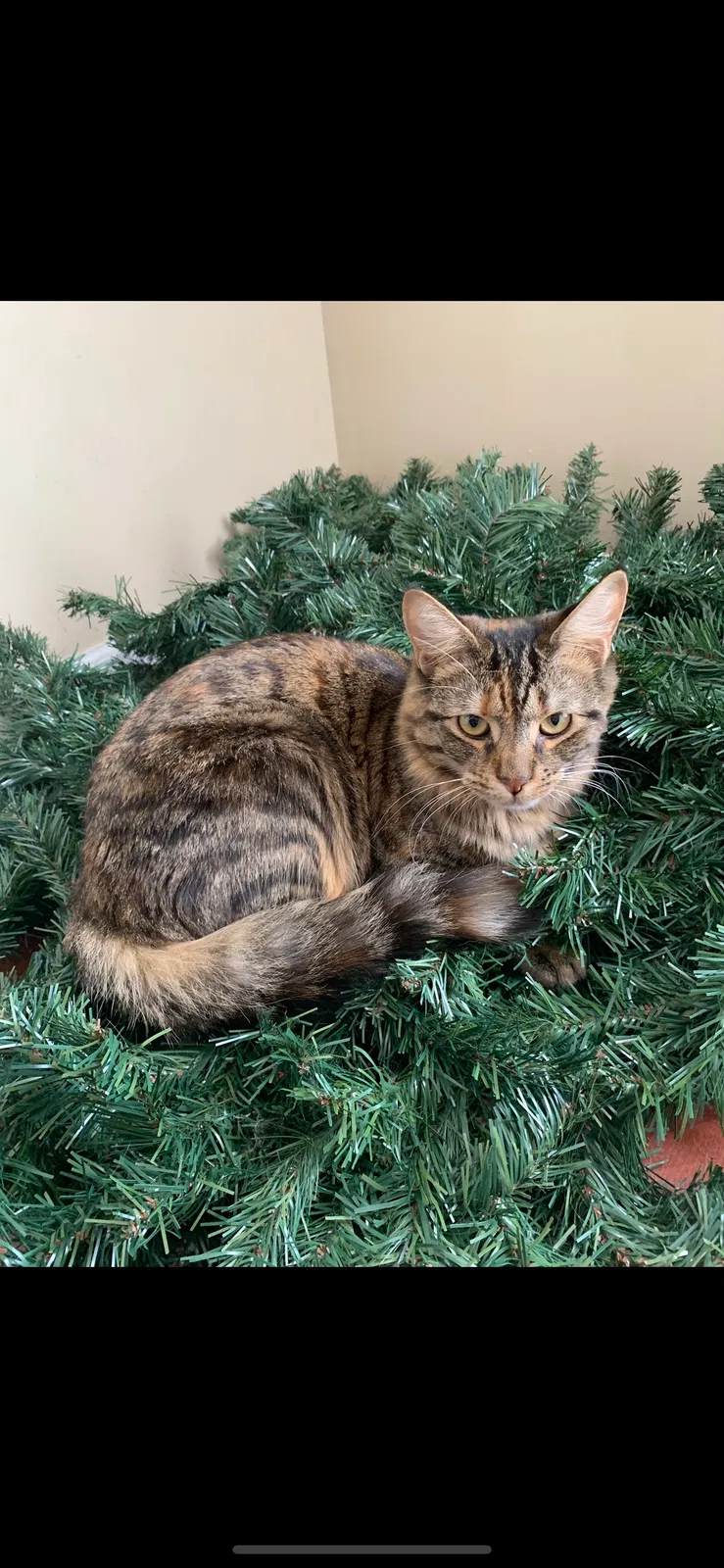 Lost cat in Knoxville, TN, 37917