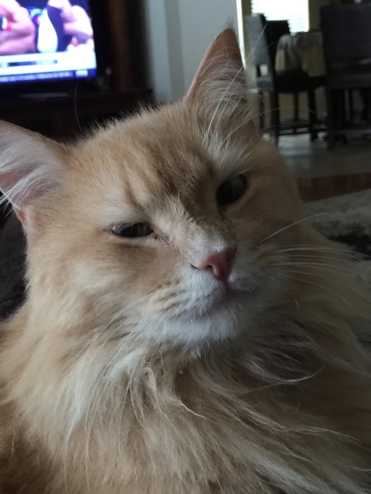 Lost cat in Alvin, TX, 77511