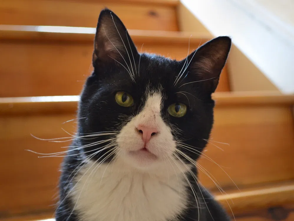 Lost cat in Warminster, PA, 18974