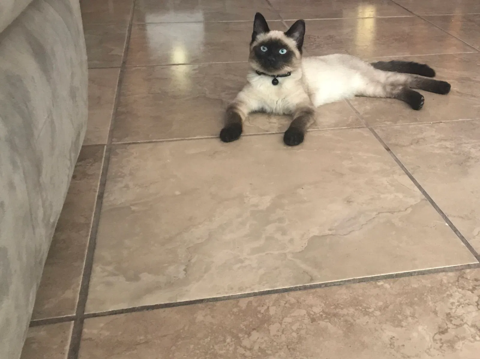 Lost cat in Palmdale, CA, 93552