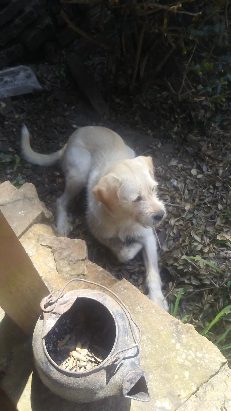 Found dog in Jerusalem, AR, 72080