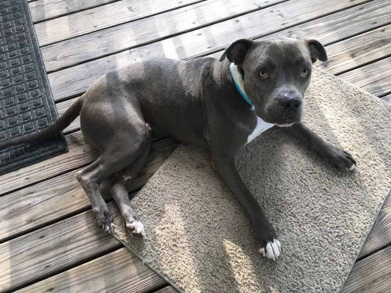 Lost dog in Hastings, FL, 32145
