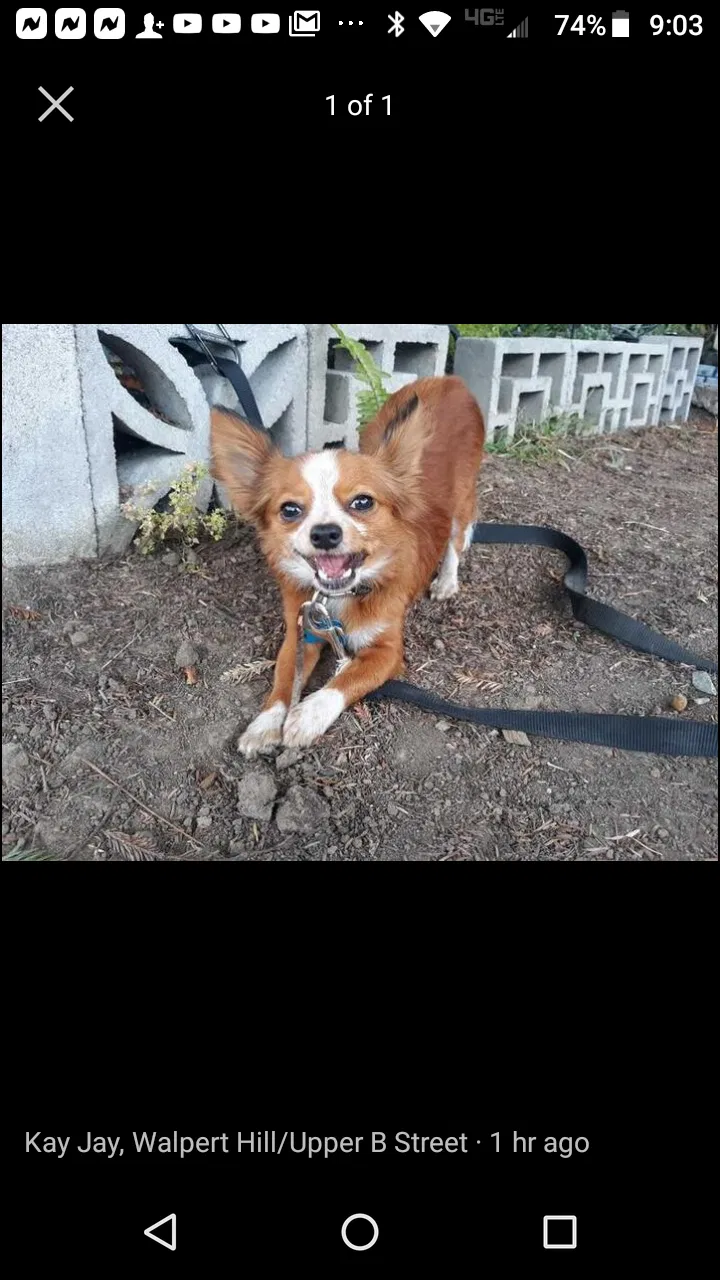 Lost dog in Hayward, CA, 94541