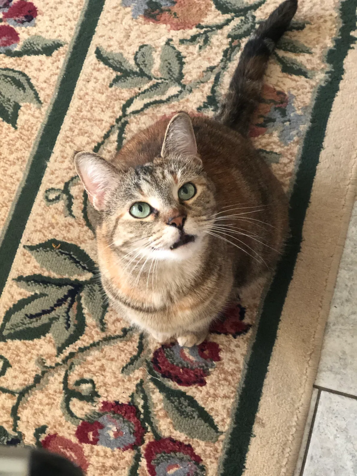 Lost cat in Westminster, SC, 29693