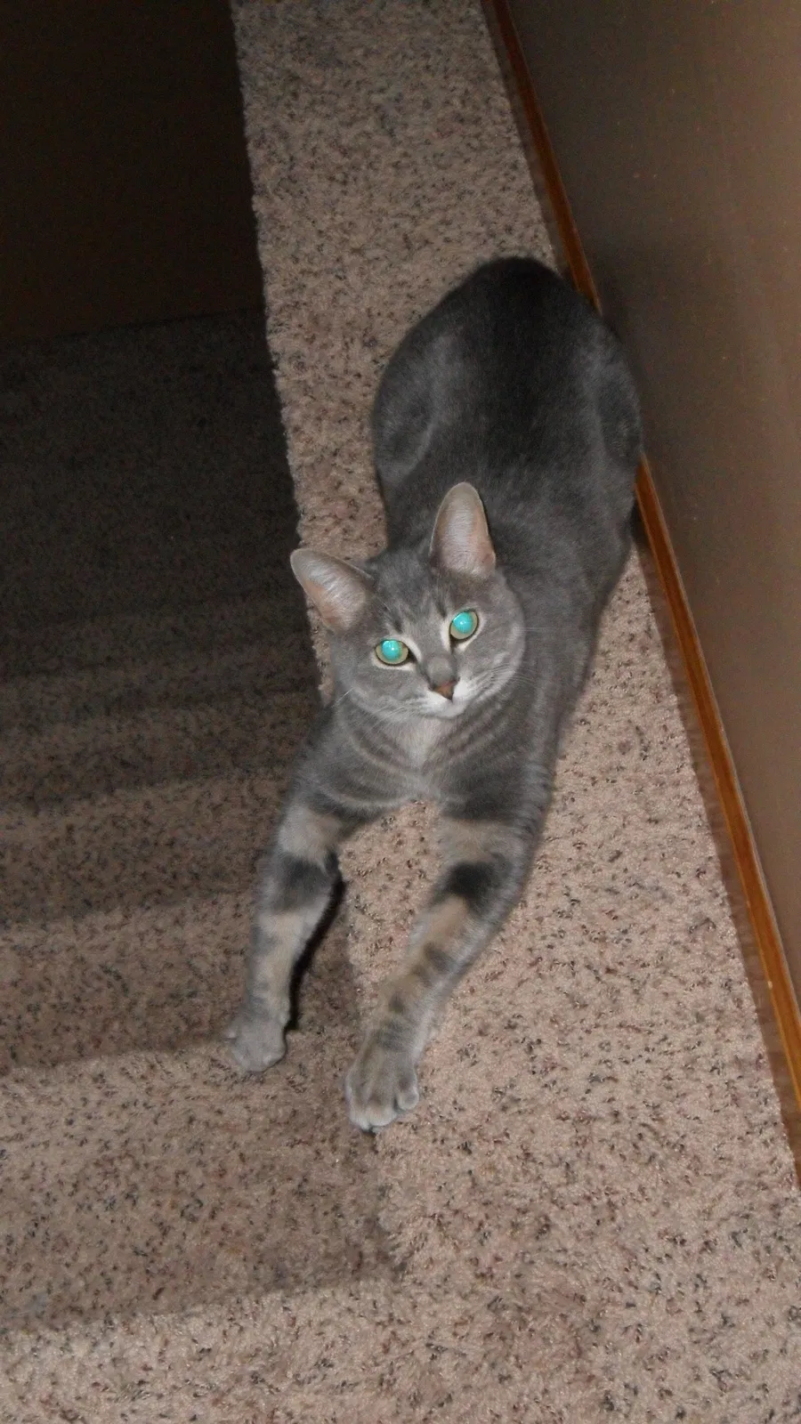 Lost cat in Bloomer, WI, 54724