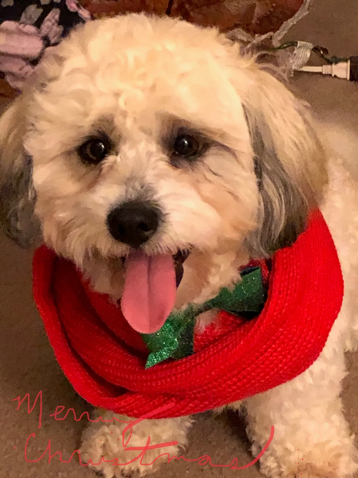 Lost dog in Hartwell, GA, 30643