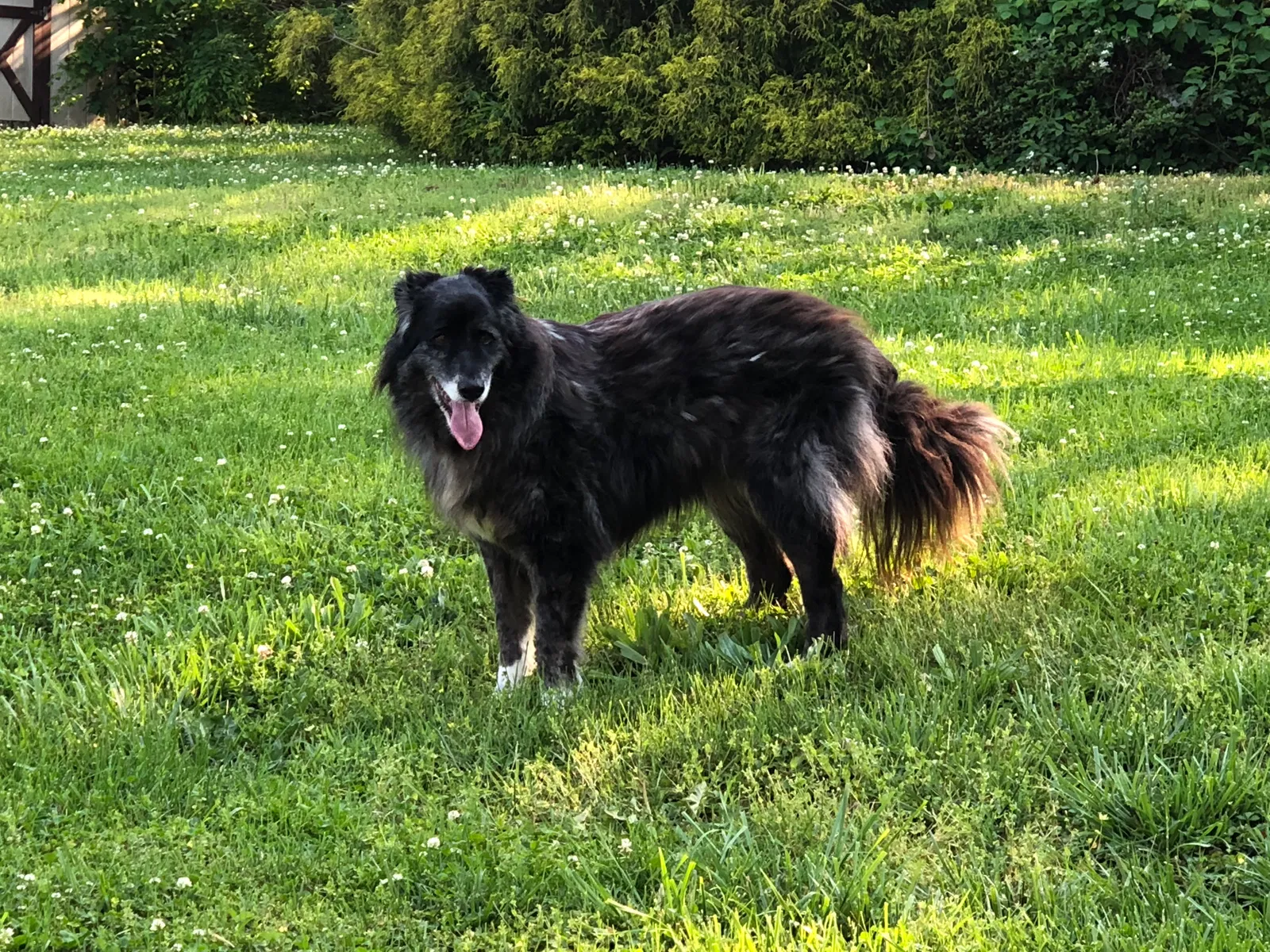 Lost dog in East Bend, NC, 27018
