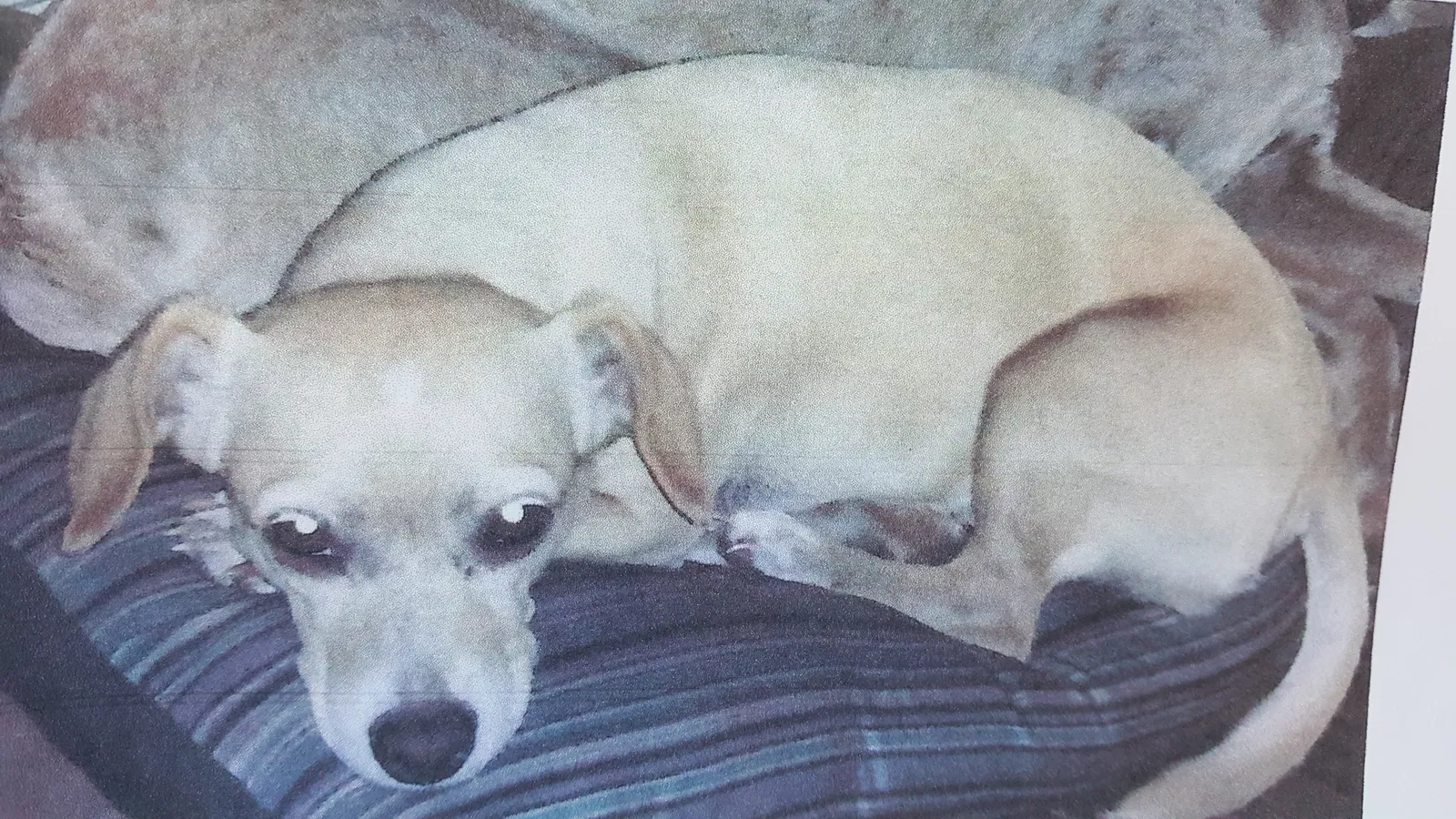 Lost dog in Arcadia, FL, 34266