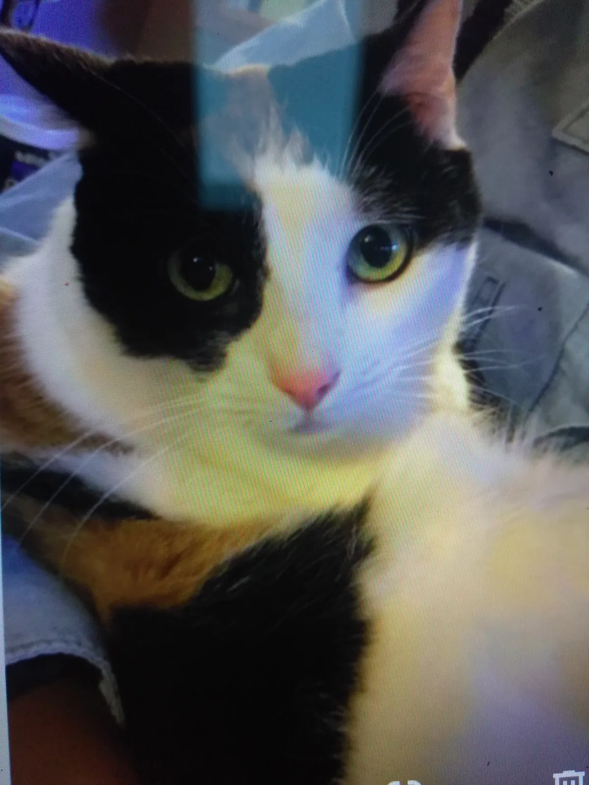 Lost cat in Oakland, CA, 94605