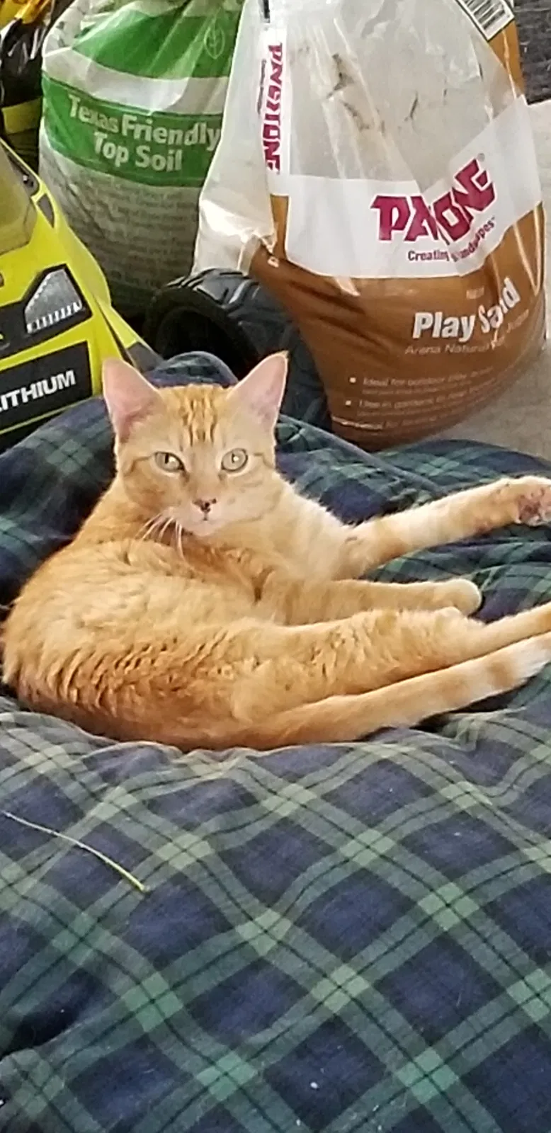 Lost cat in Pflugerville, TX, 78660