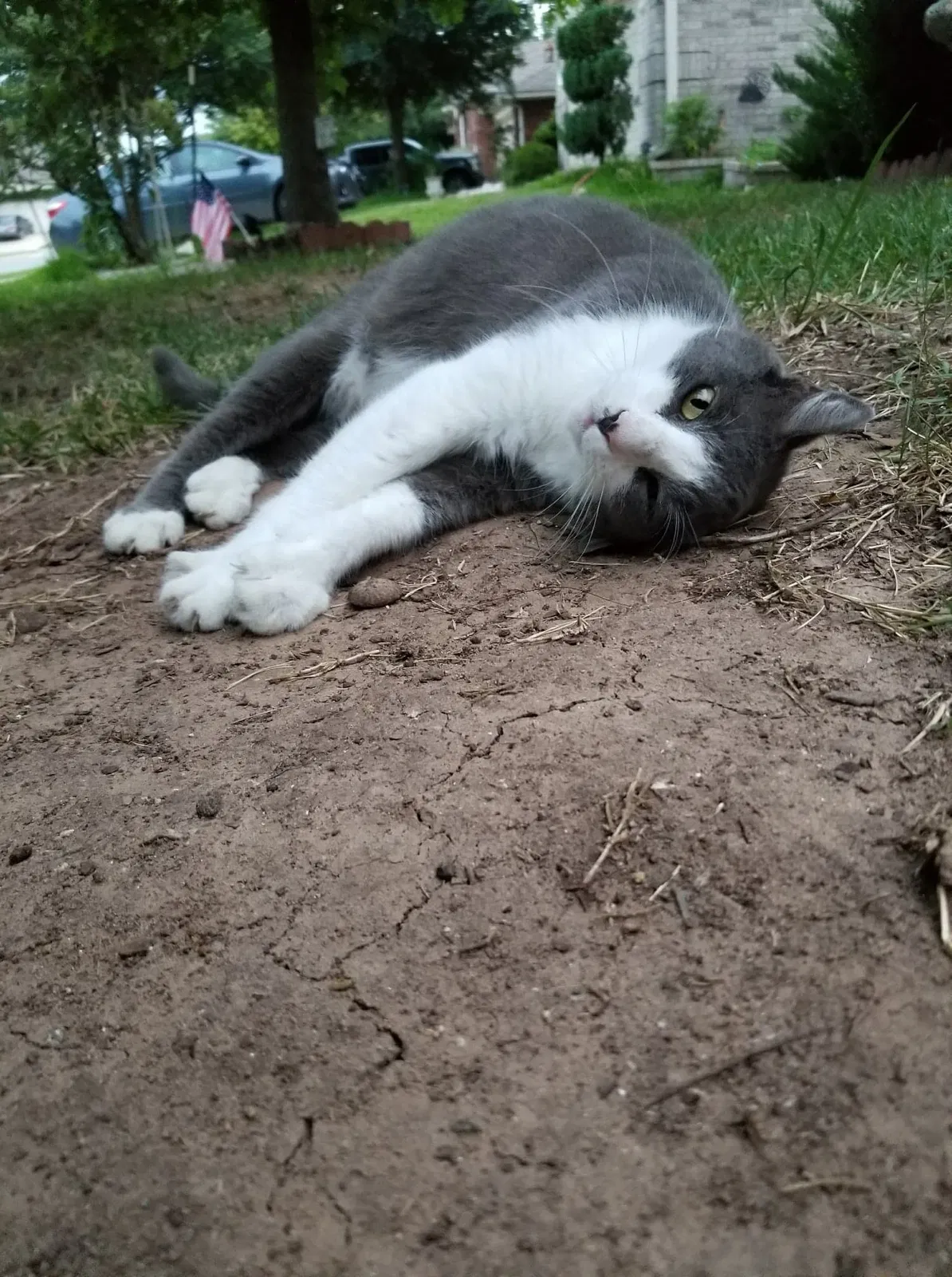 Lost cat in Pflugerville, TX, 78660