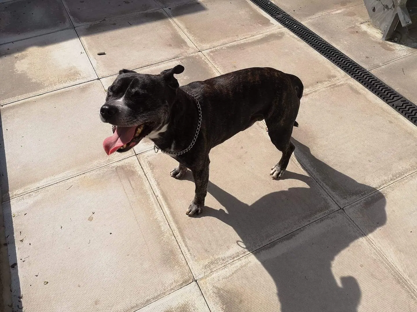 Lost dog in Unknown, AL, 0