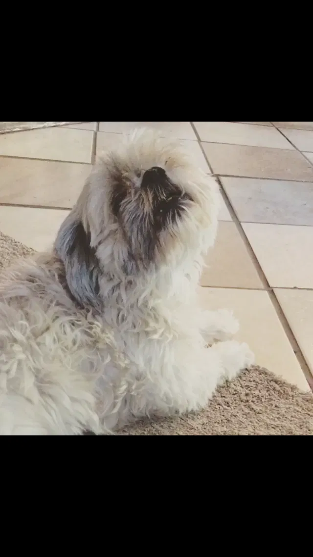 Lost dog in Grand Junction, CO, 81507