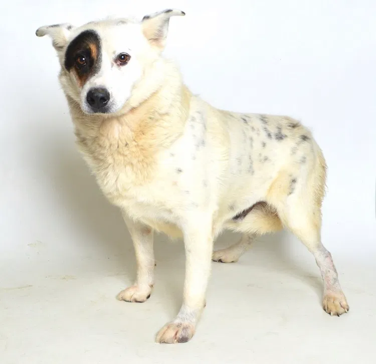 Lost dog in Tarawa Terrace, NC, 28543