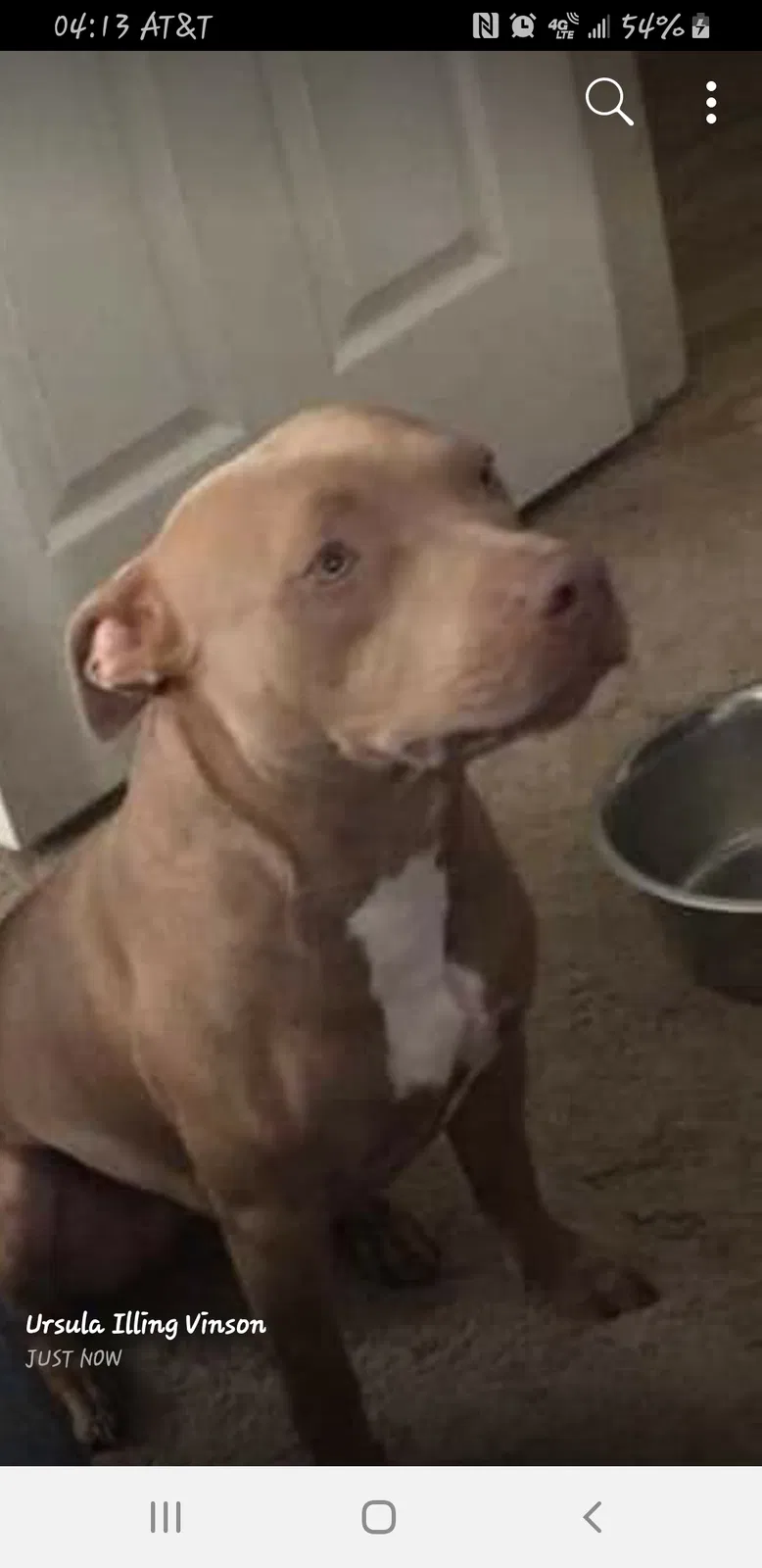 Lost dog in Pensacola, FL, 32506