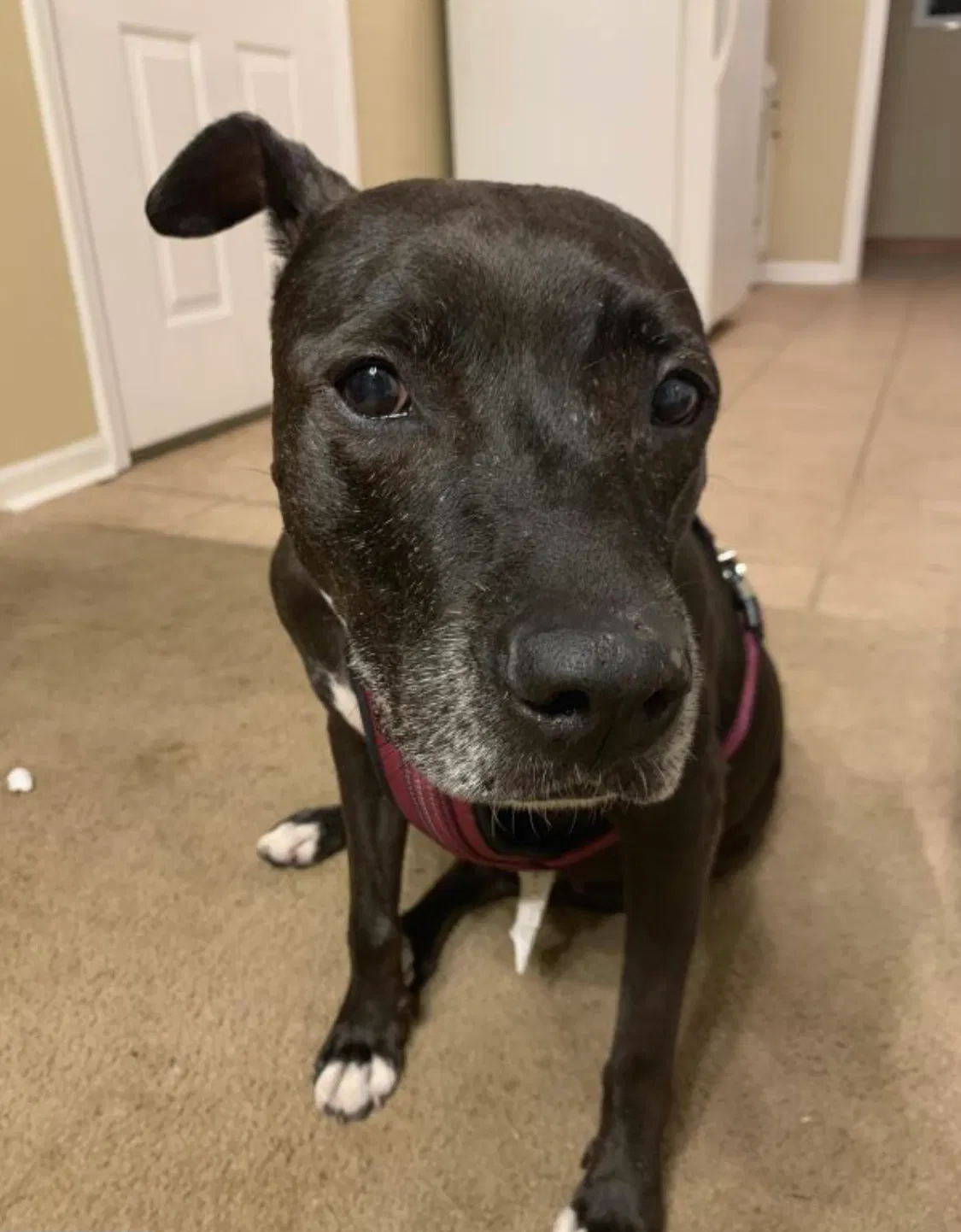 Lost dog in Knoxville, TN, 37918