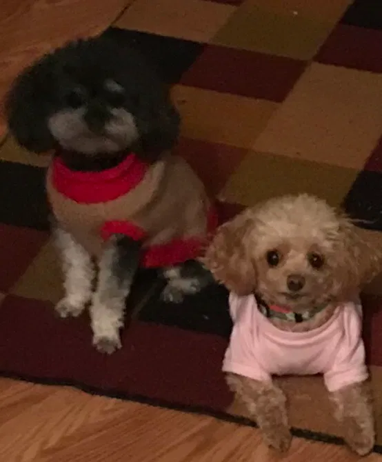 Lost dog in Jacksonville, NC, 28546