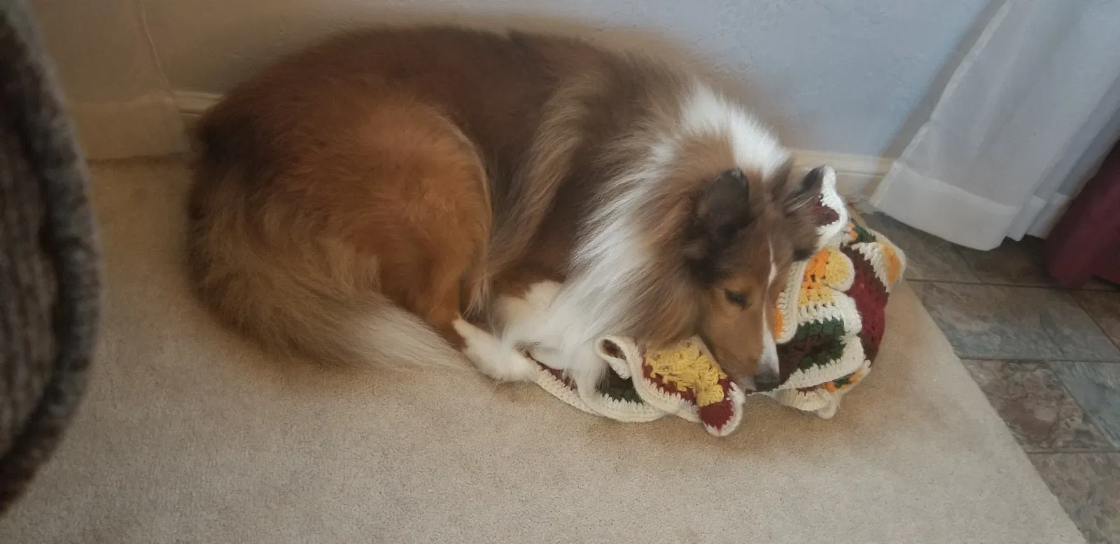 Lost dog in Dayton, OH, 45410