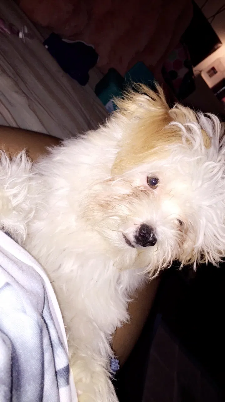 Lost dog in Lakewood, NJ, 8701