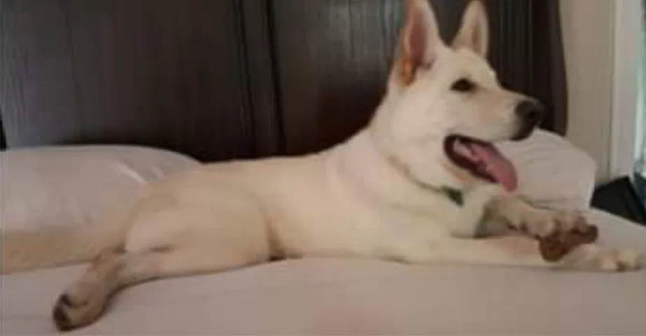 Lost dog in Bumpass, VA, 23024