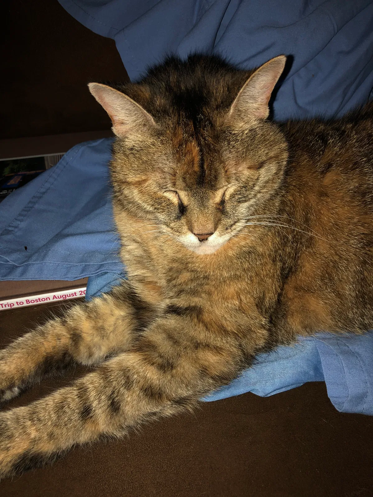 Lost cat in Gap, PA, 17527