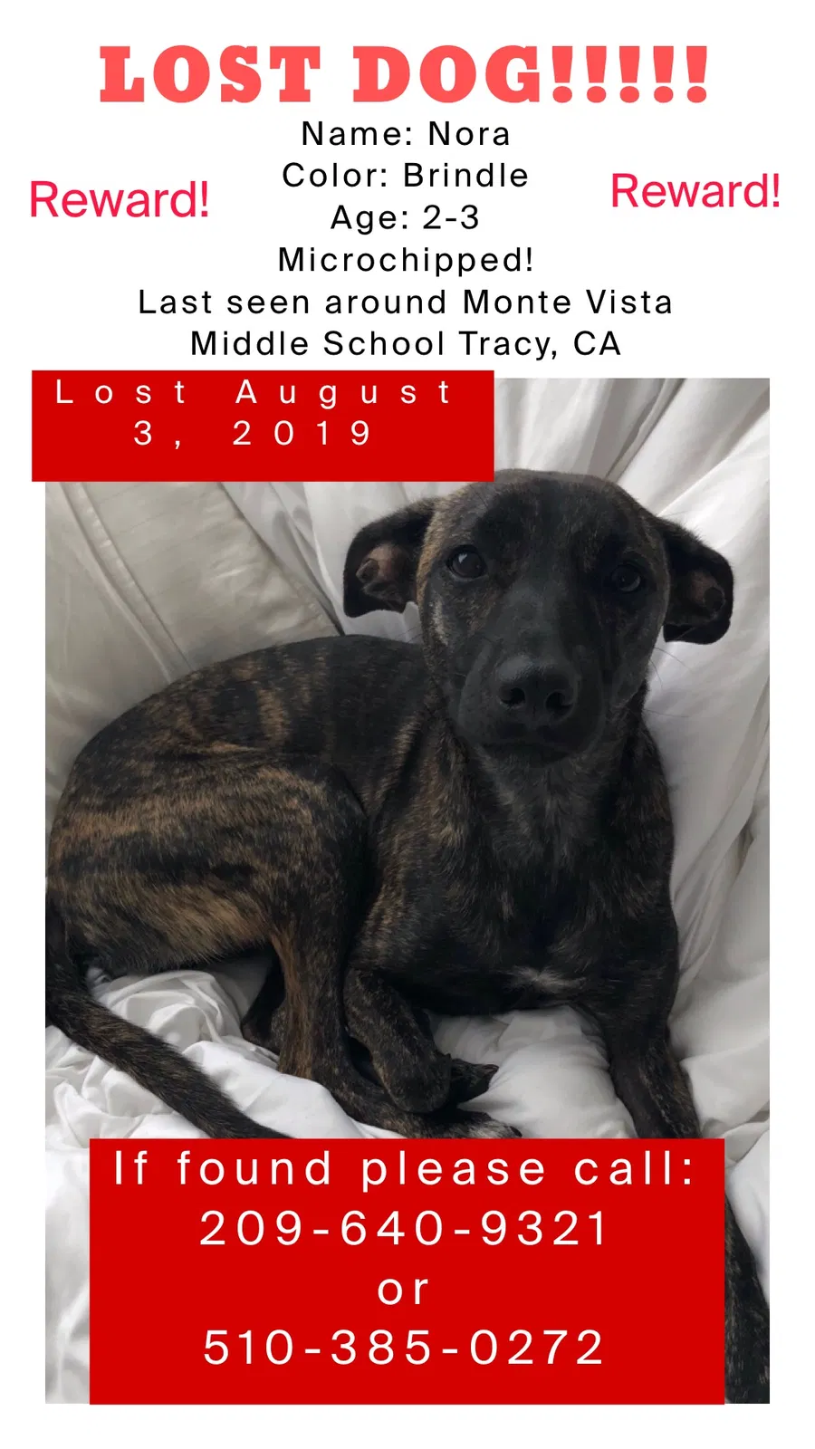 Lost dog in Tracy, CA, 95376