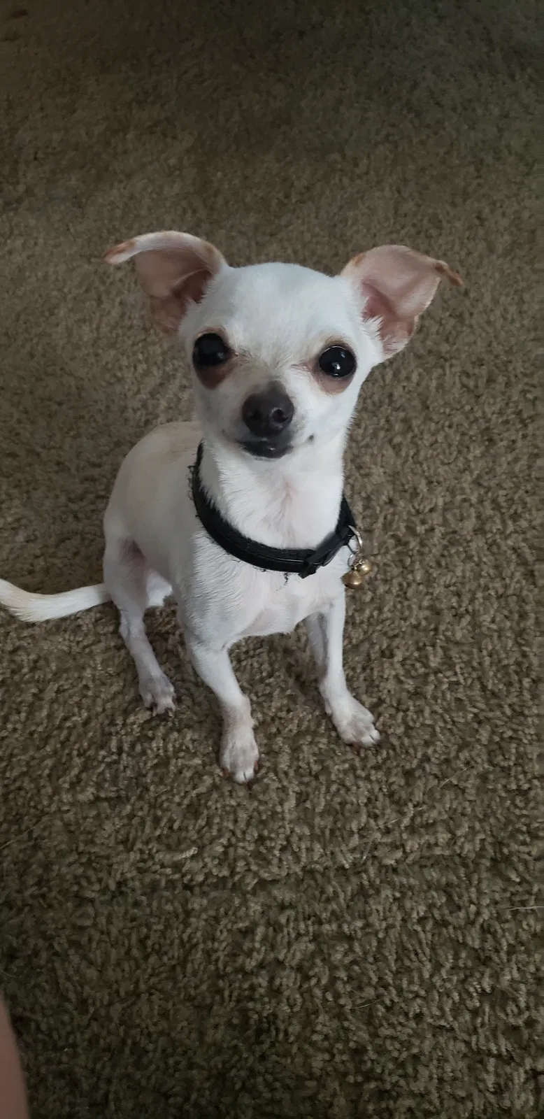 Lost dog in Kissimmee, FL, 34741