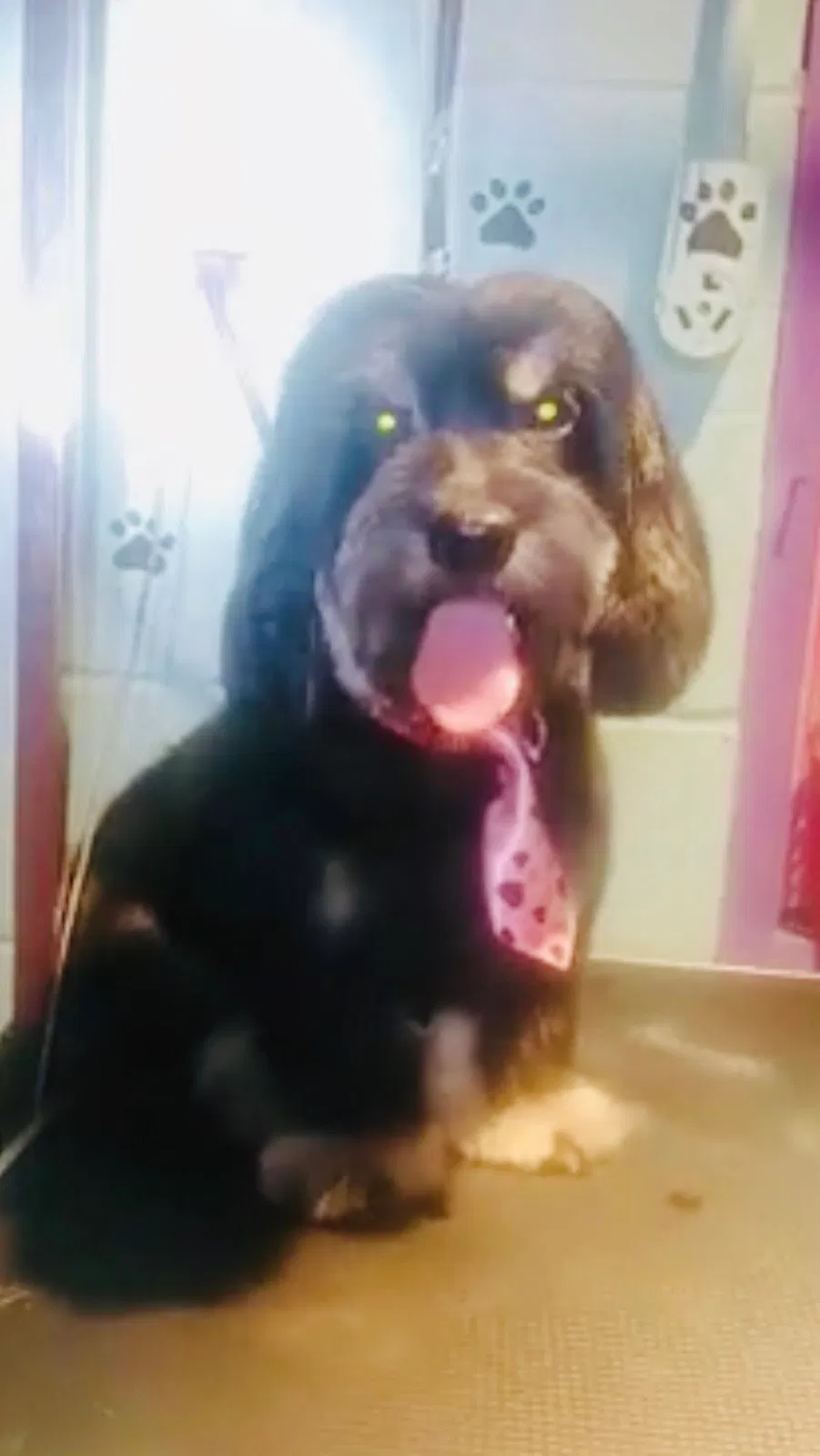 Lost dog in Gibsonville, NC, 27249