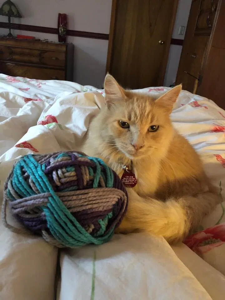 Lost cat in Baldwin City, KS, 66006
