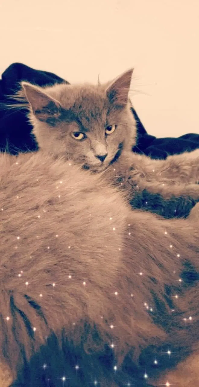Lost cat in Oregon City, OR, 97045