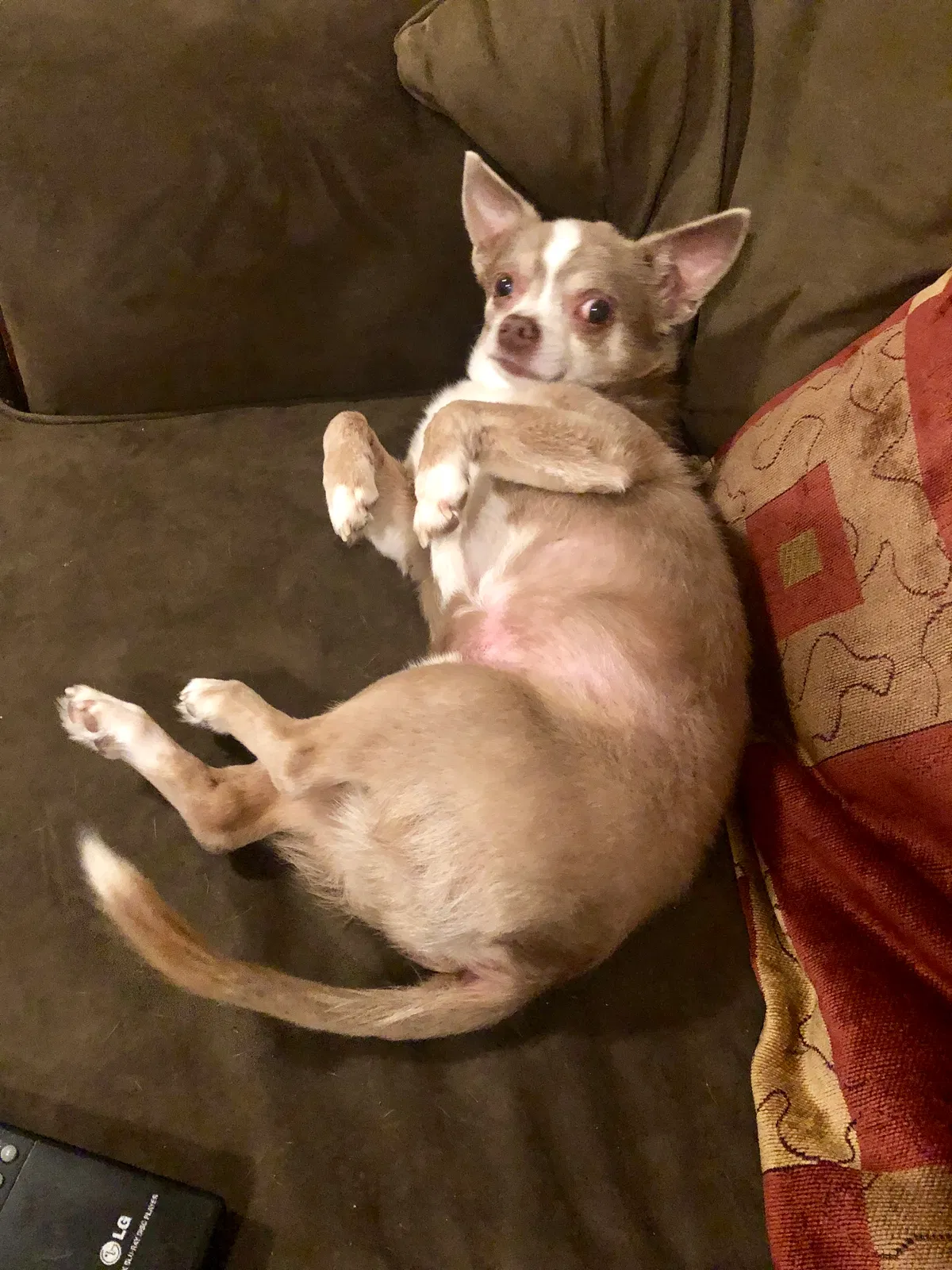 Lost dog in North Highlands, CA, 95660