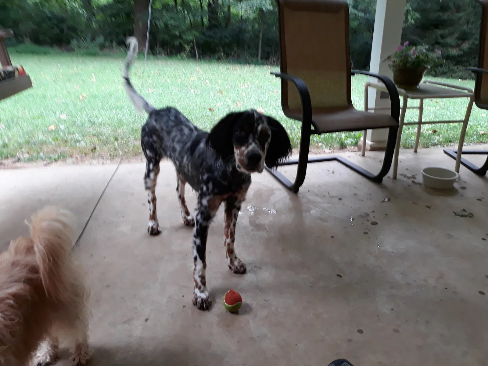Lost dog in Manchester, PA, 17345