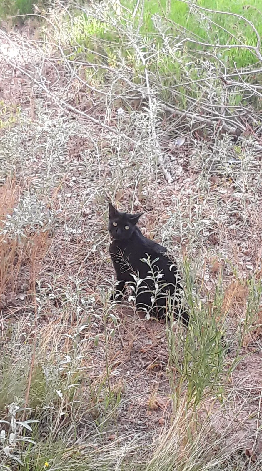 Lost cat in Bernalillo, NM, 87004