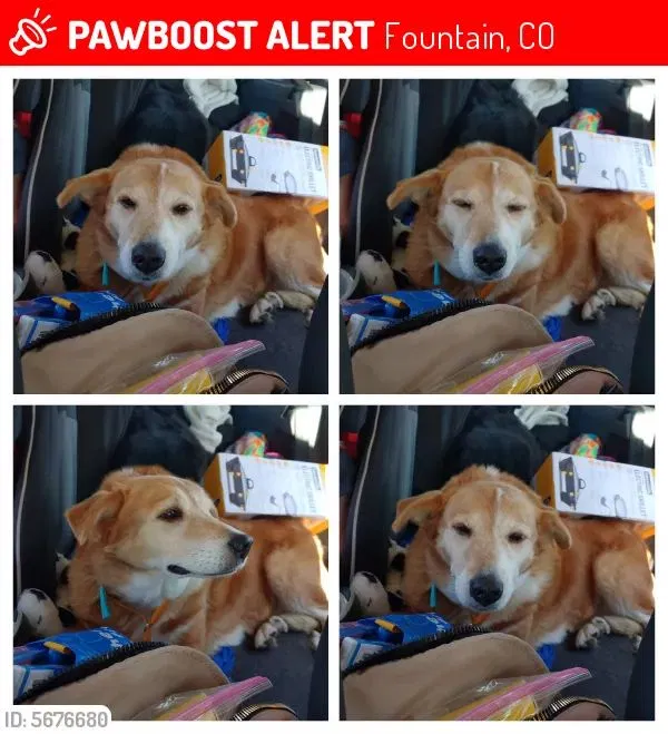 Lost dog in Fountain, CO, 80817