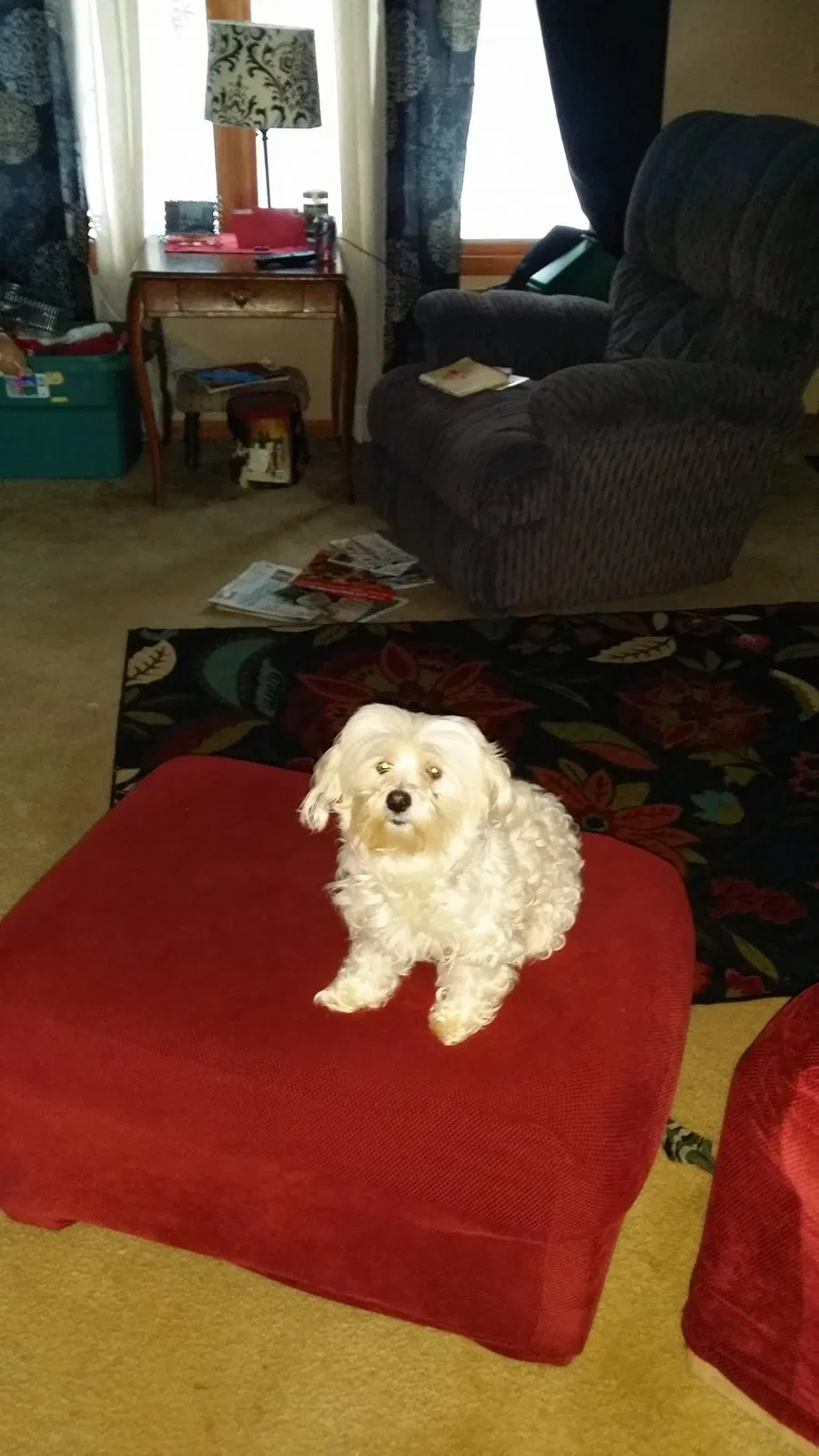 Lost dog in Newaygo, MI, 49337