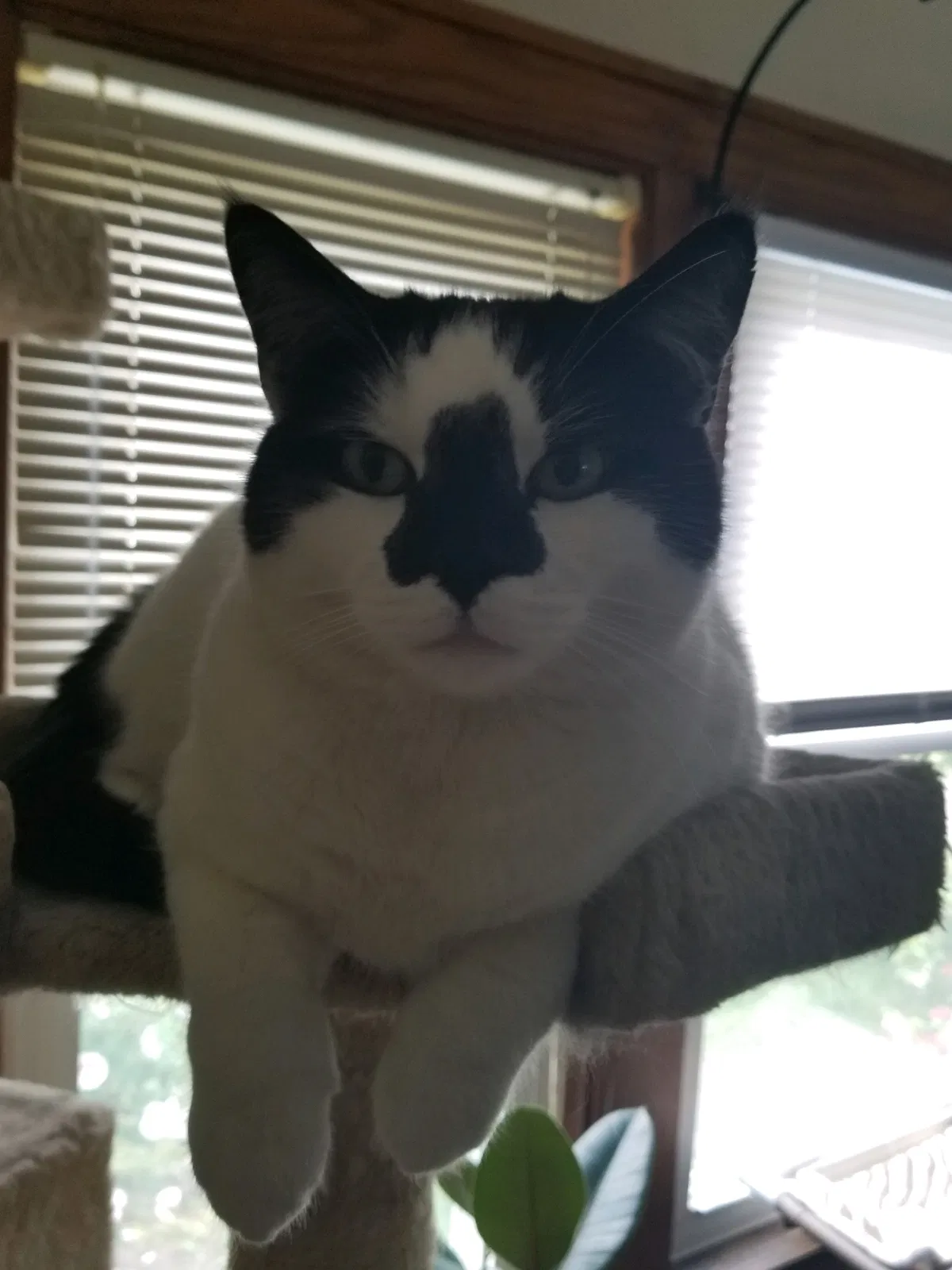 Lost cat in Massillon, OH, 44647