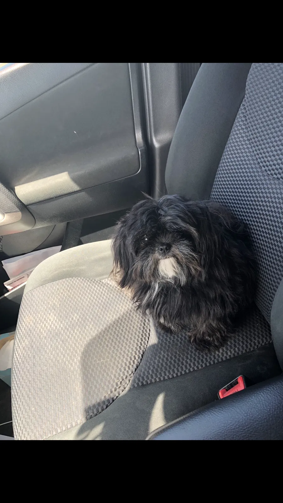Lost dog in Victorville, CA, 92395