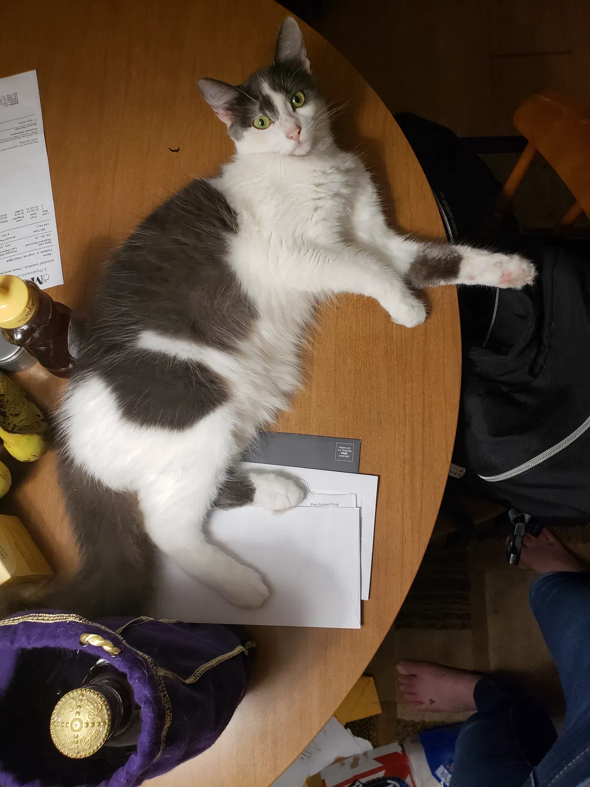 Lost cat in Portland, OR, 97211