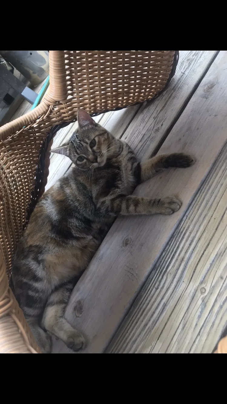 Lost cat in Olympia, WA, 98512