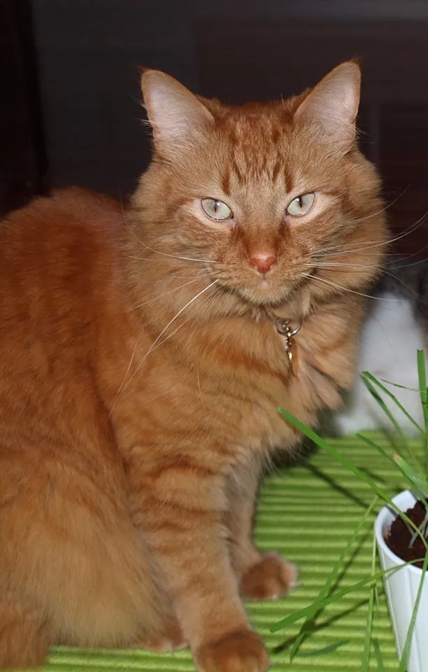 Lost cat in Laurel, MD, 20707