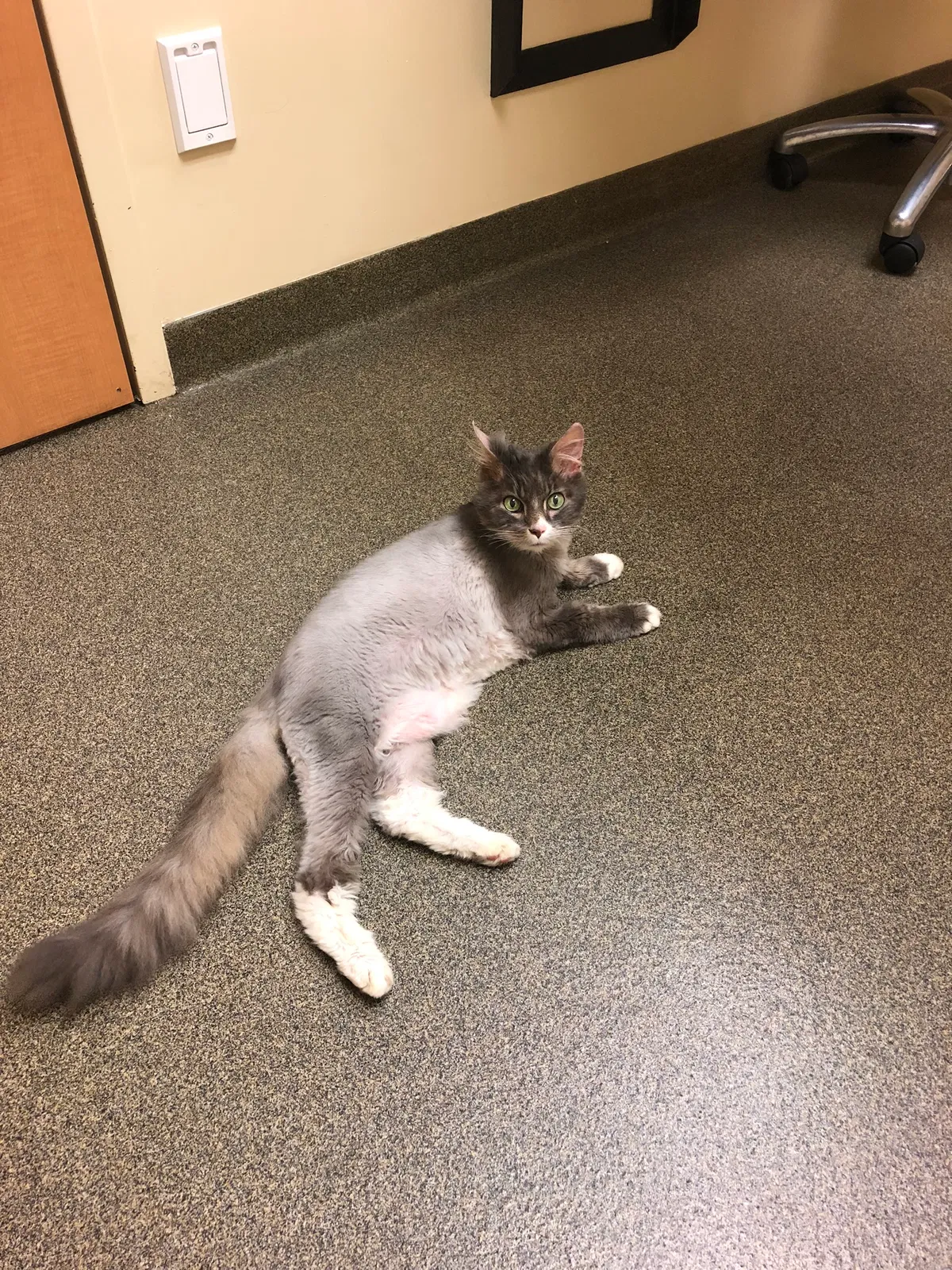 Lost cat in Statesville, NC, 28625
