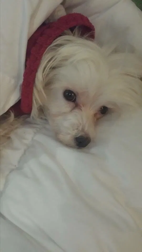 Lost dog in Spring Hill, FL, 34609