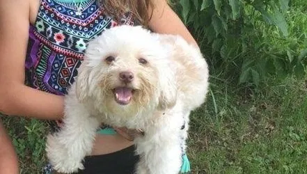 Lost dog in Nashville, NC, 27856