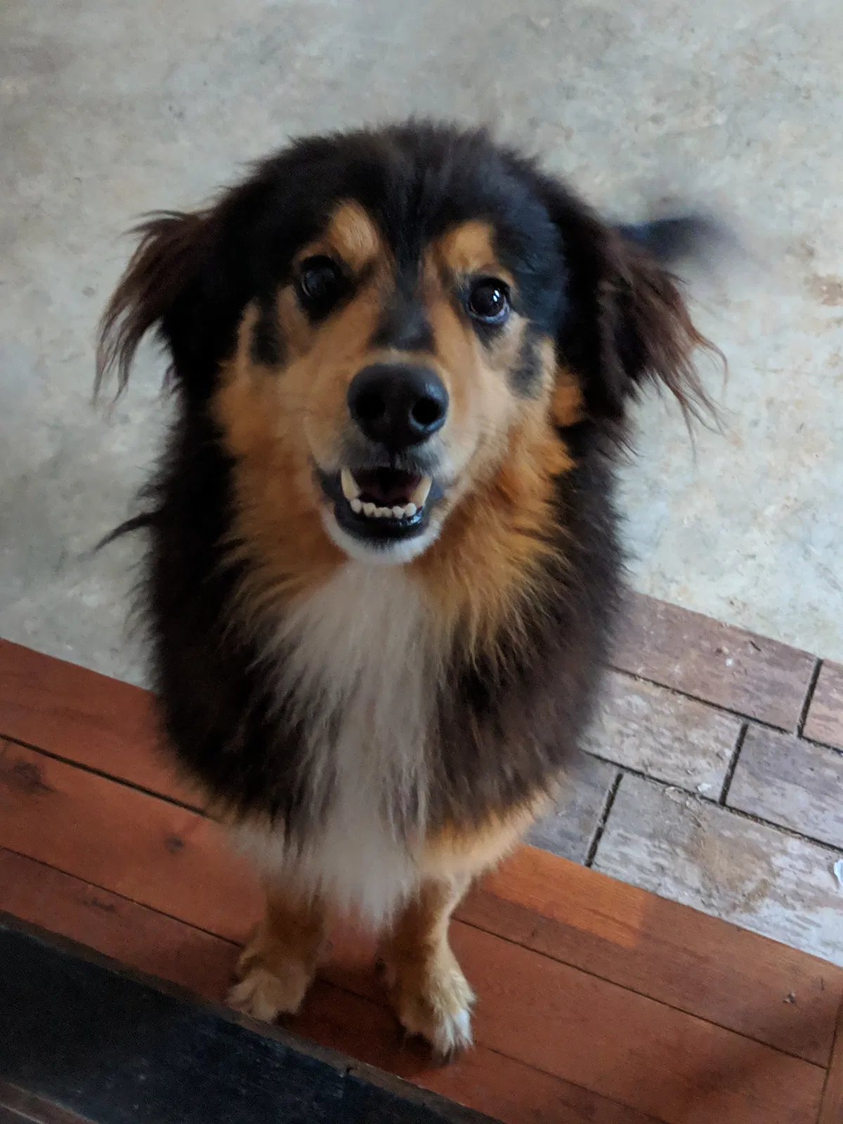 Lost dog in Paola, KS, 66071