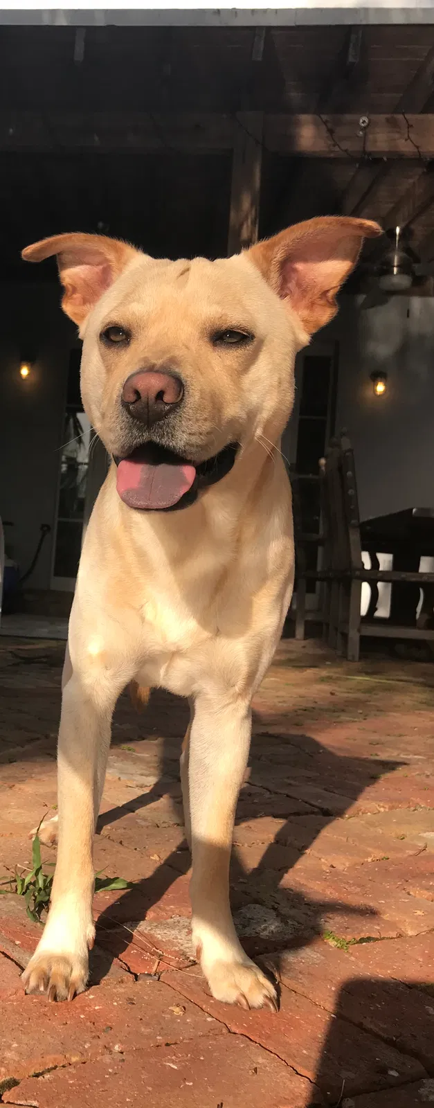 Lost dog in Unknown, WI, 0