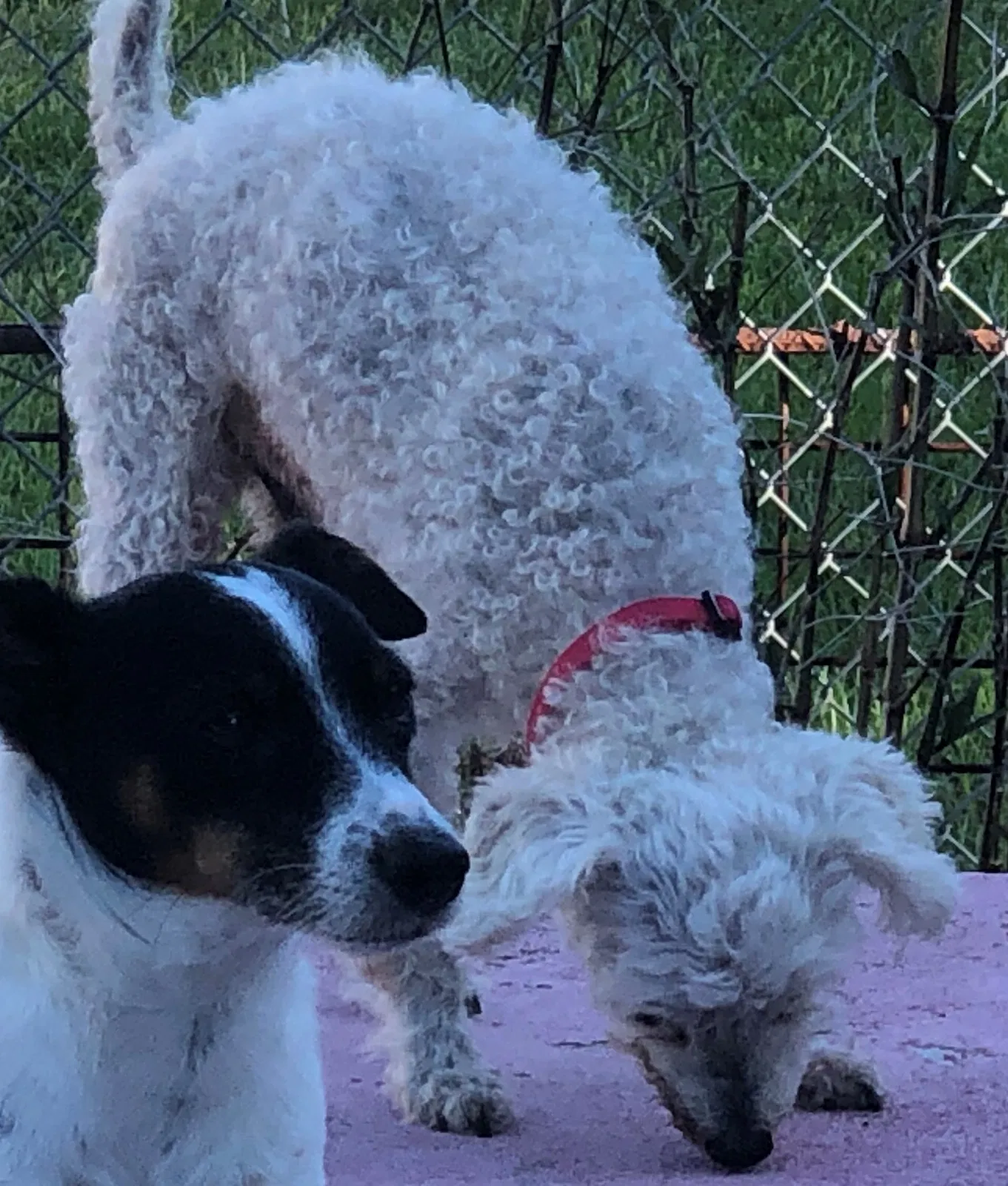 Lost dog in Ocala, FL, 34473