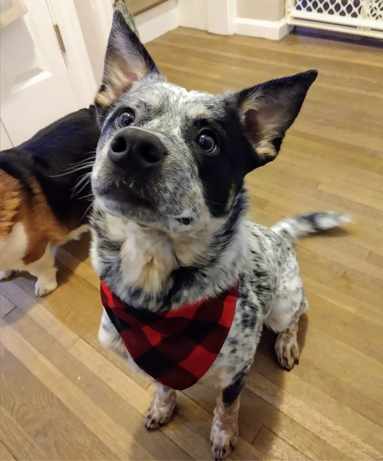 Lost dog in Muskegon, MI, 49441